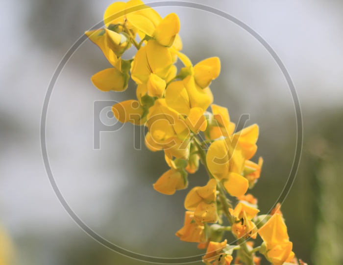 Daffodil Flowers On a Tree Closeup Shot