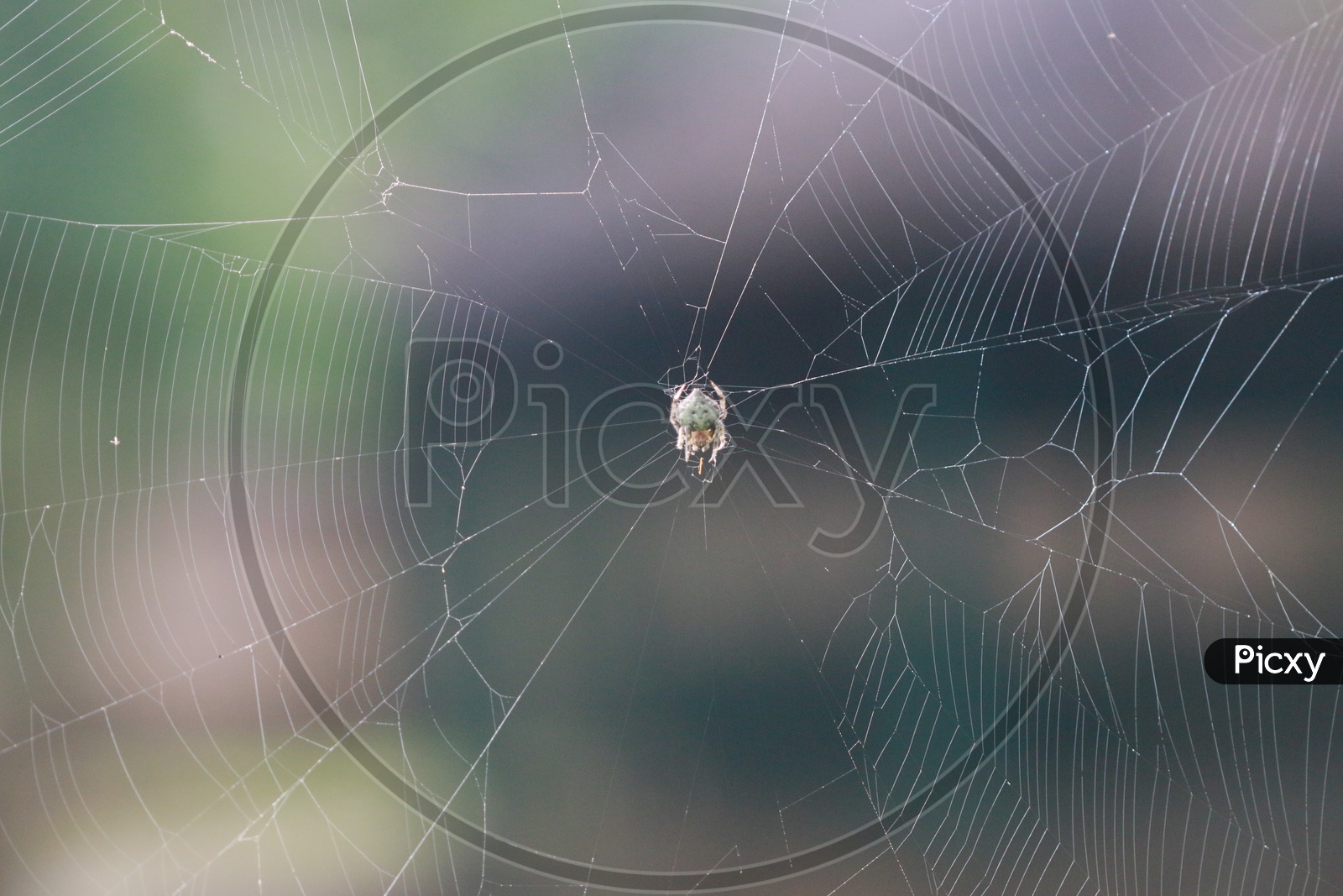 Spyder In a Web Closeup Shot Forming a Background