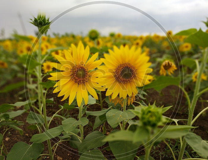 Sunflower Plantation