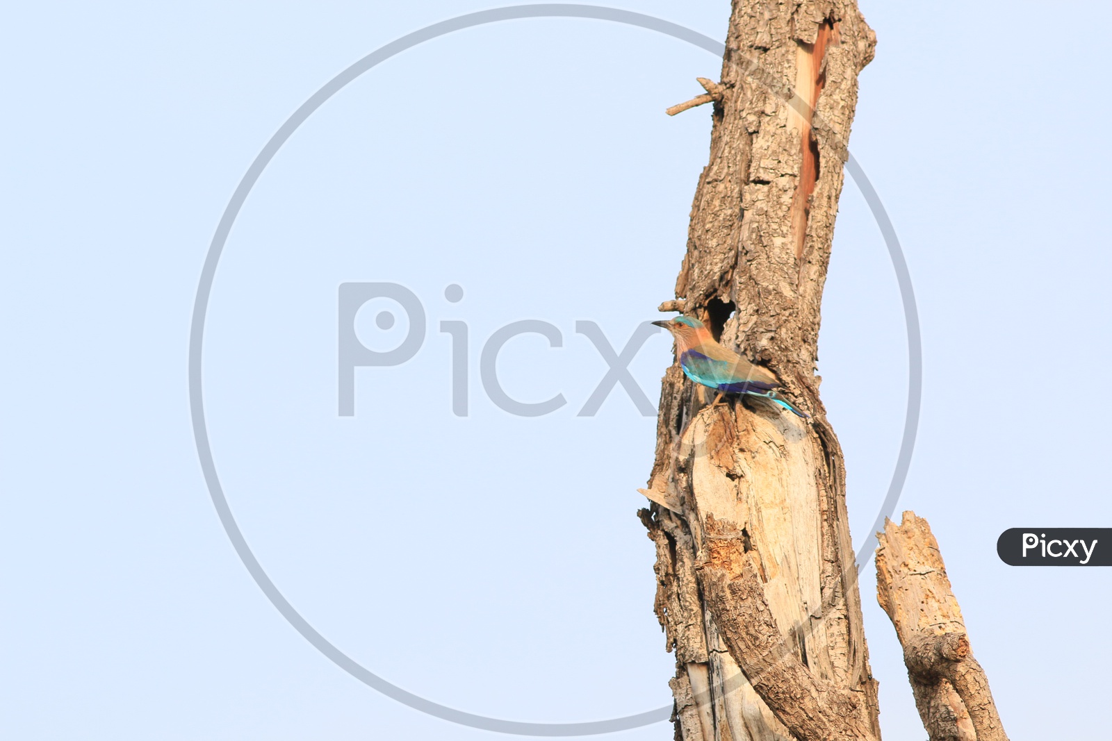 Indian Pitta Sitting on a Stem Of a Dried Tree