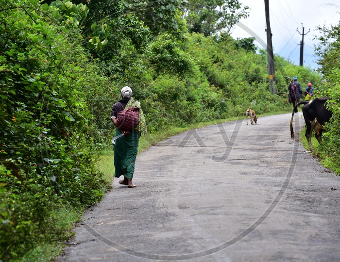 An Old Woman Walking Along The Road in Munnar As A Part Of her Daily Life With a Knife In Her Hand