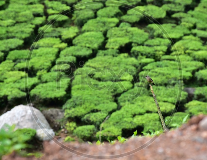 Birds in Munnar Tea Plantations