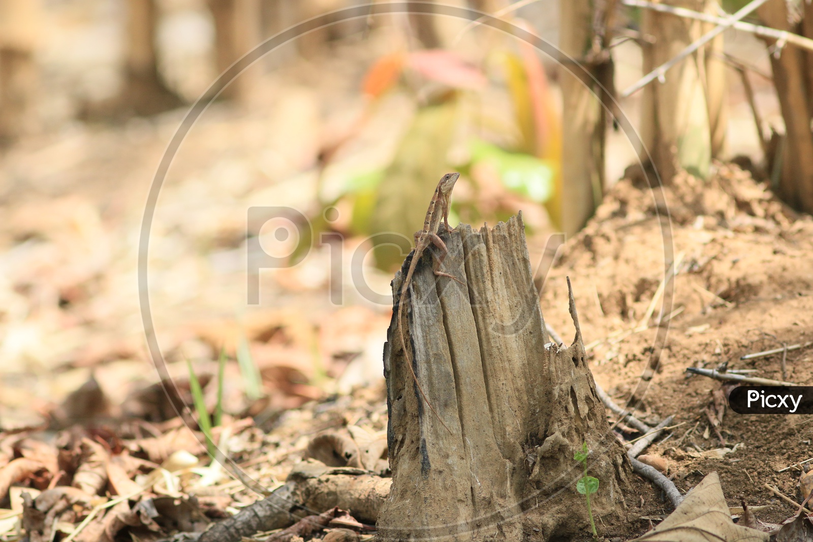 Indian Garden Lizard Sitting  on  a Dried Stem Of a  Tree