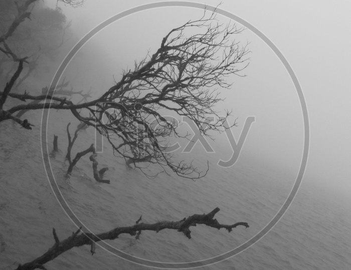 A Silhouette of a Dried Branch Of a Tree Growing in Water