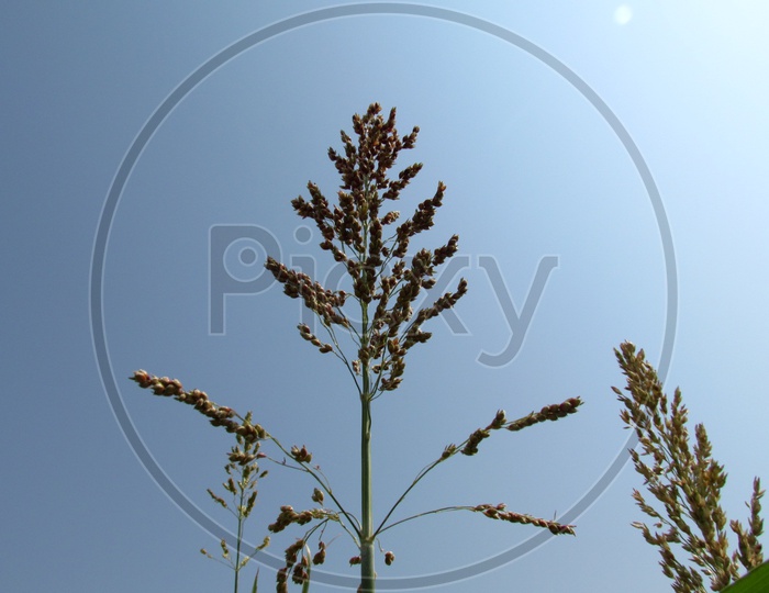 Sorghastrum Nutans / Indian Grass / Green Indian Grass Closeup Shot With Blue Sky as Background