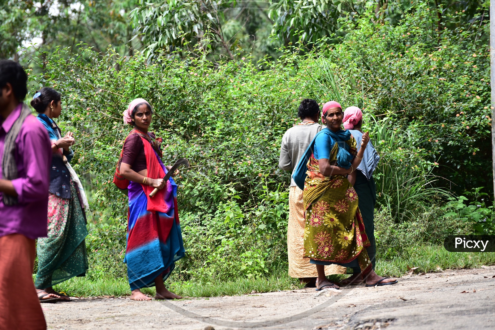 An Old Woman  Workers Walking Along The Road in Munnar As A Part Of her Daily Life With a Knife In Her Hand