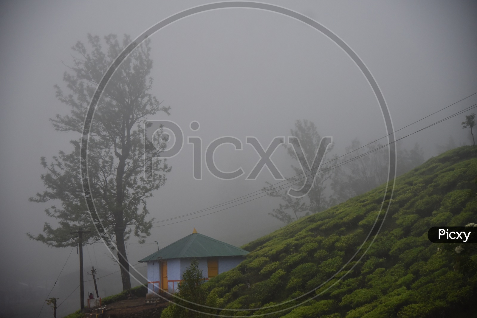 Tea Plantation in Munnar Closeup Shot With Fog Filled Hills in Background