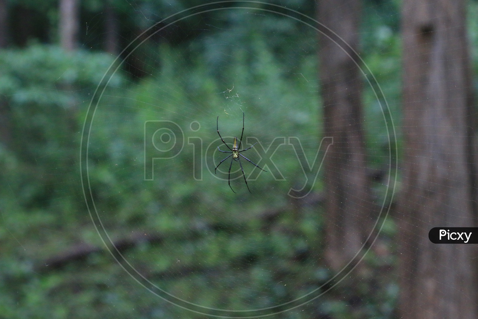 A Spider in a Web Closeup Shot