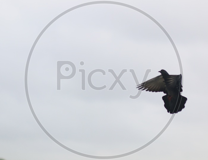 A Pigeon Flying in Sky With Wings Flattering isolated Shot