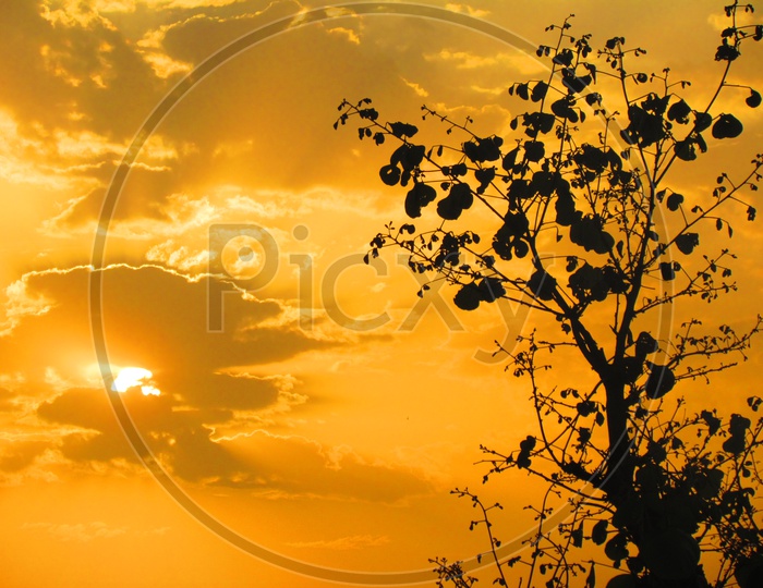 Silhouette of Tree Leaves with Golden Sun in Sky and Clouds in Background