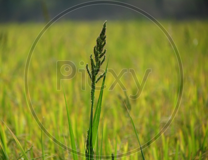 Sorghastrum Nutans / Indian Grass / Green Indian Grass Closeup Shot