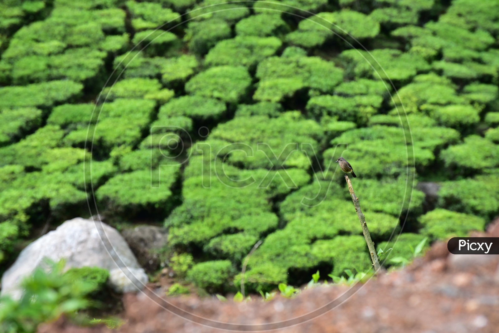 Birds in Munnar Tea Plantations