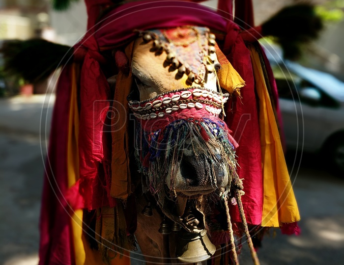 Decorated Bull/Indian Culture