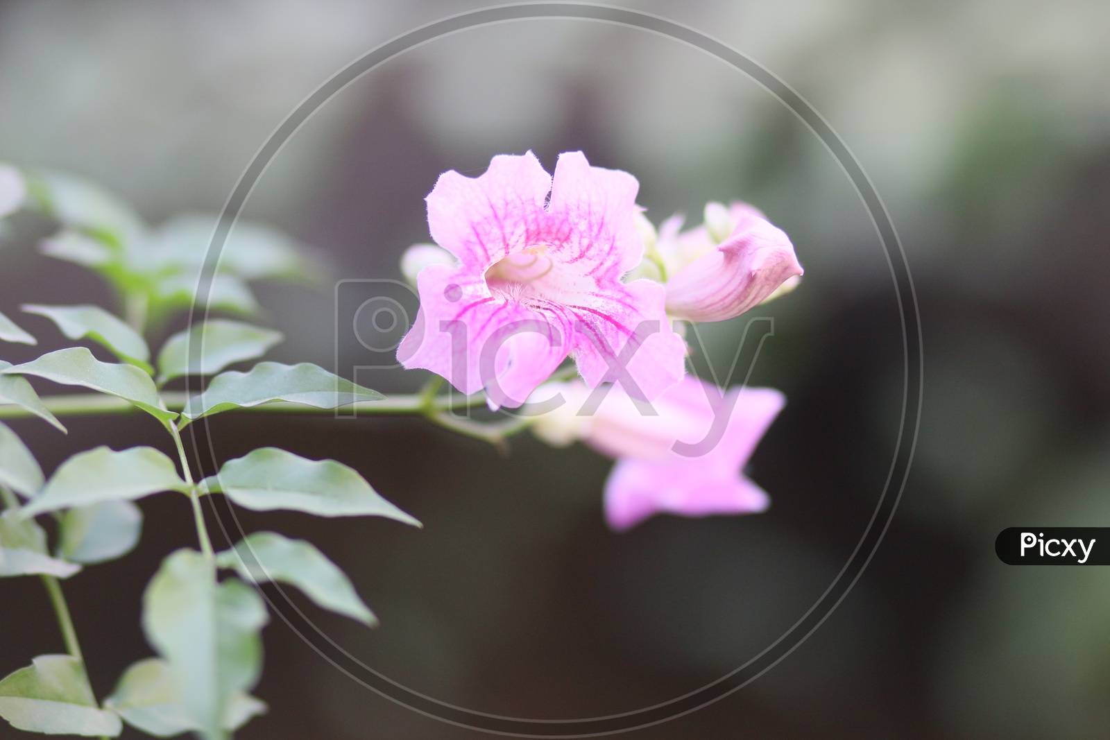 Petunia Flowers On a Plant Closeup Shot