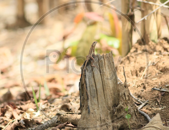 Indian Garden Lizard Sitting  on  a Dried Stem Of a  Tree
