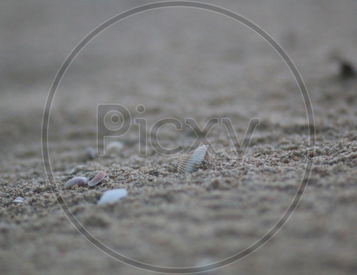 snail Shels on sands Of Beach Closeup Shot