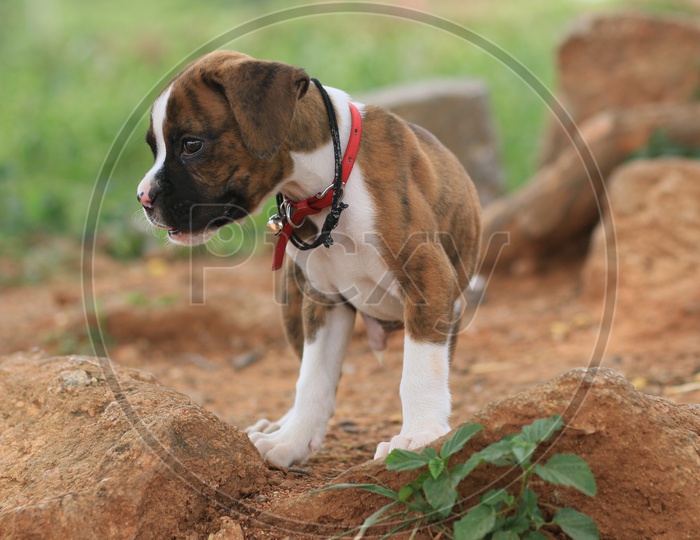 Beagle Dog in  a Field Closeup Shot