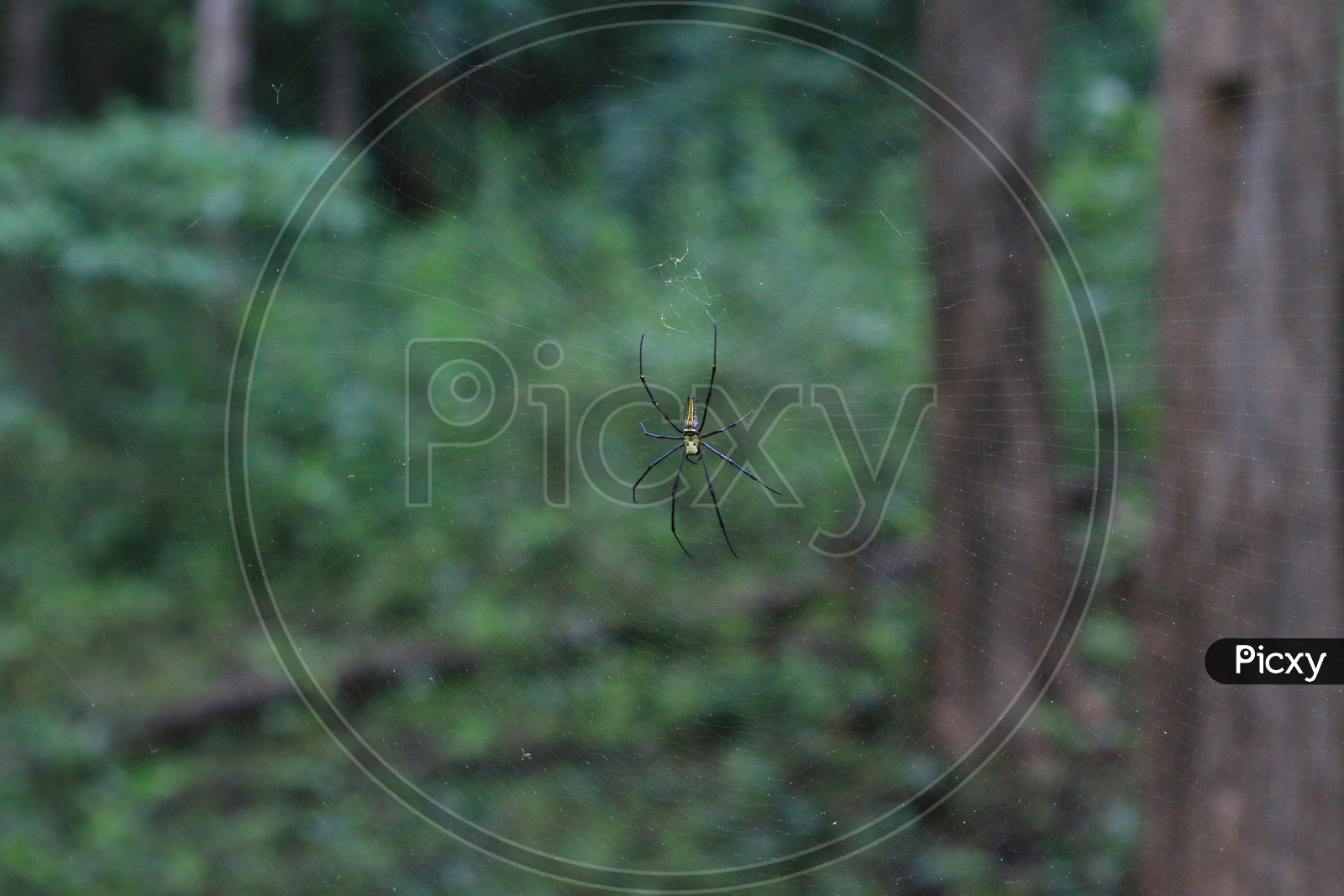 A Spider in a Web Closeup Shot