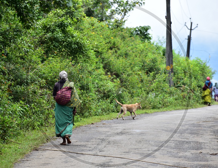 An Old Woman Walking Along The Road in Munnar As A Part Of her Daily Life With a Knife In His Hand