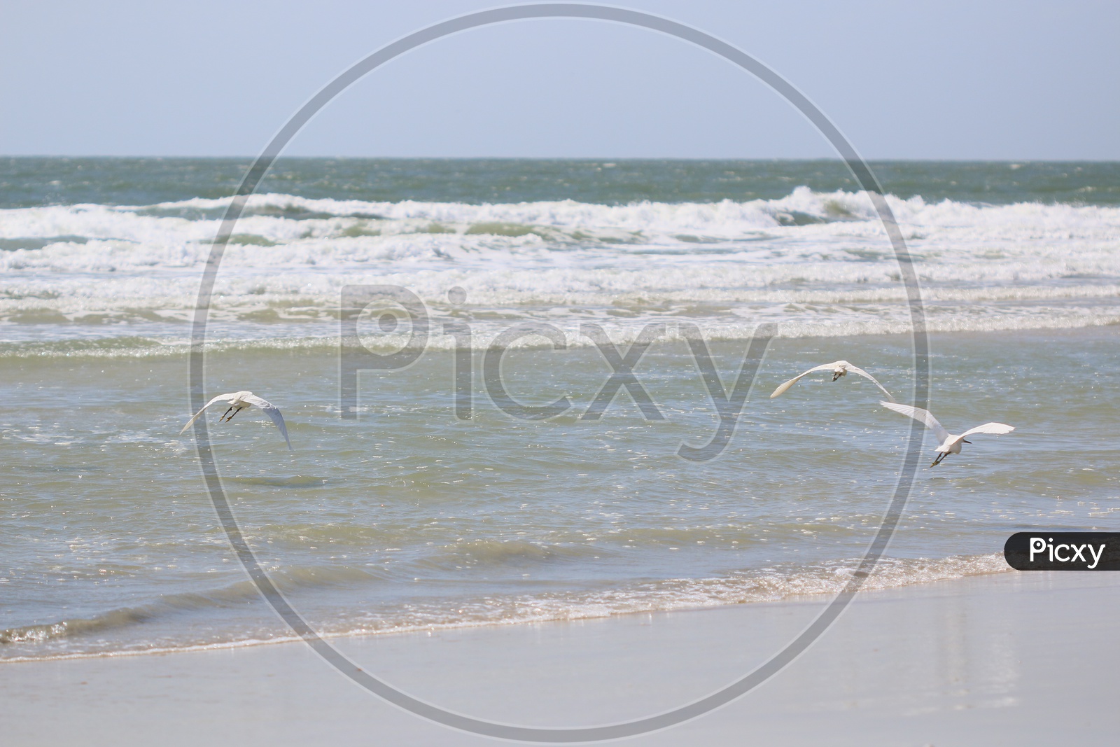 Indian Cranes on  a Beach of A Sea With Sea Waves as Background