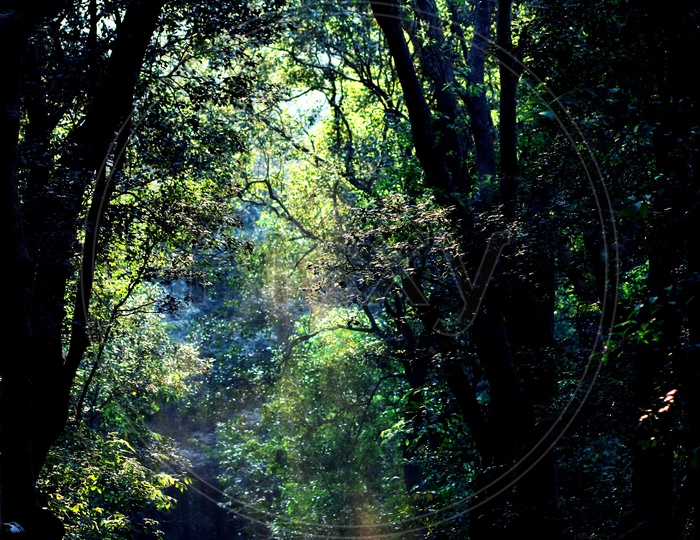 Pathways in Forests with rays of Sun Falling