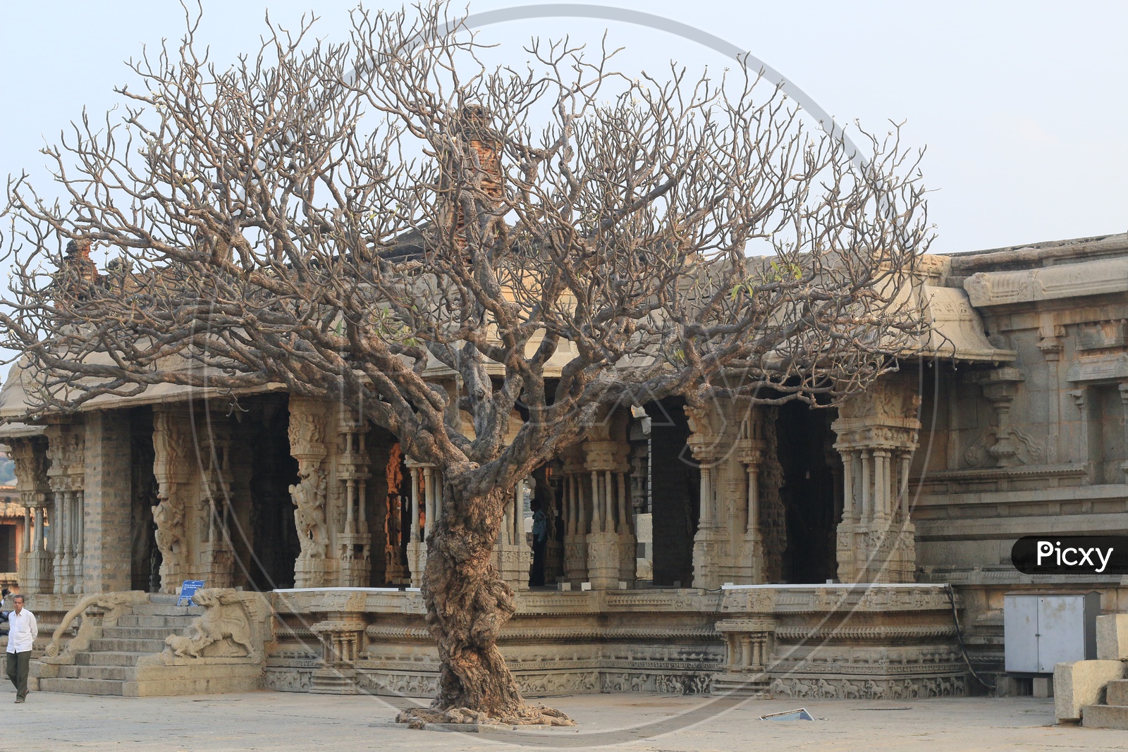 A Full Dried Tree in a temple