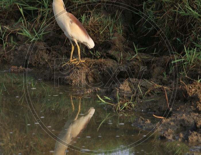 An Indian Crane In a Pond With reflection in Water