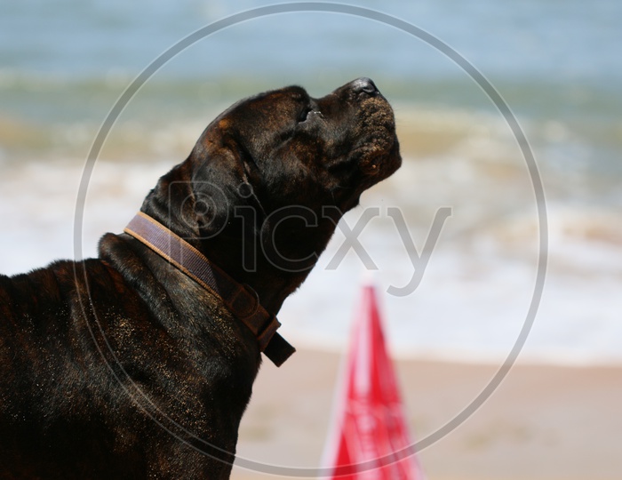 A French Bull Dog in a Beach Closeup Shot