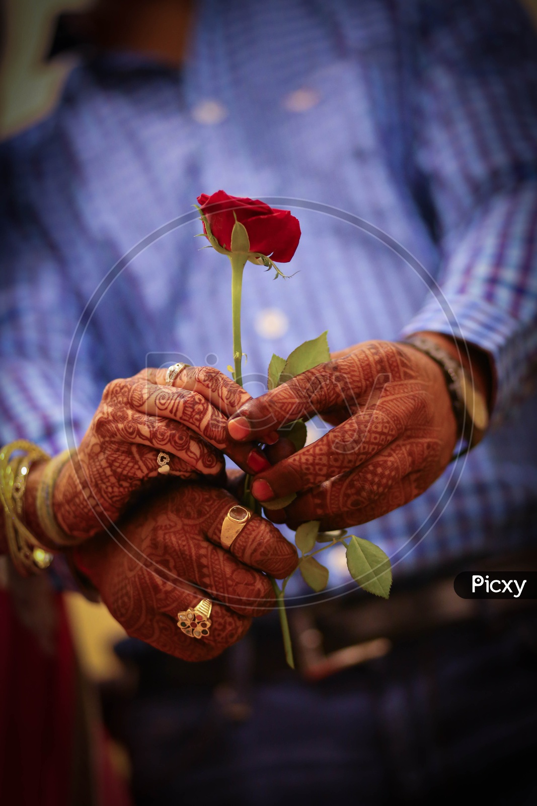 Couple Hands Closeup Shot With Red Rose Holding In Their Hand
