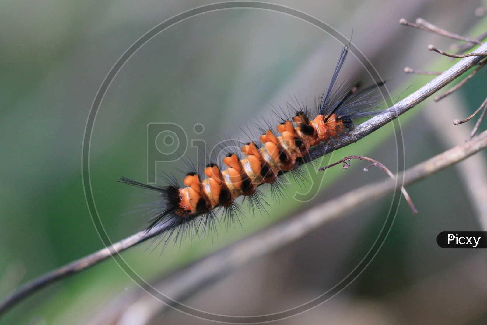 A Caterpillar on a Tree Closeup Shot