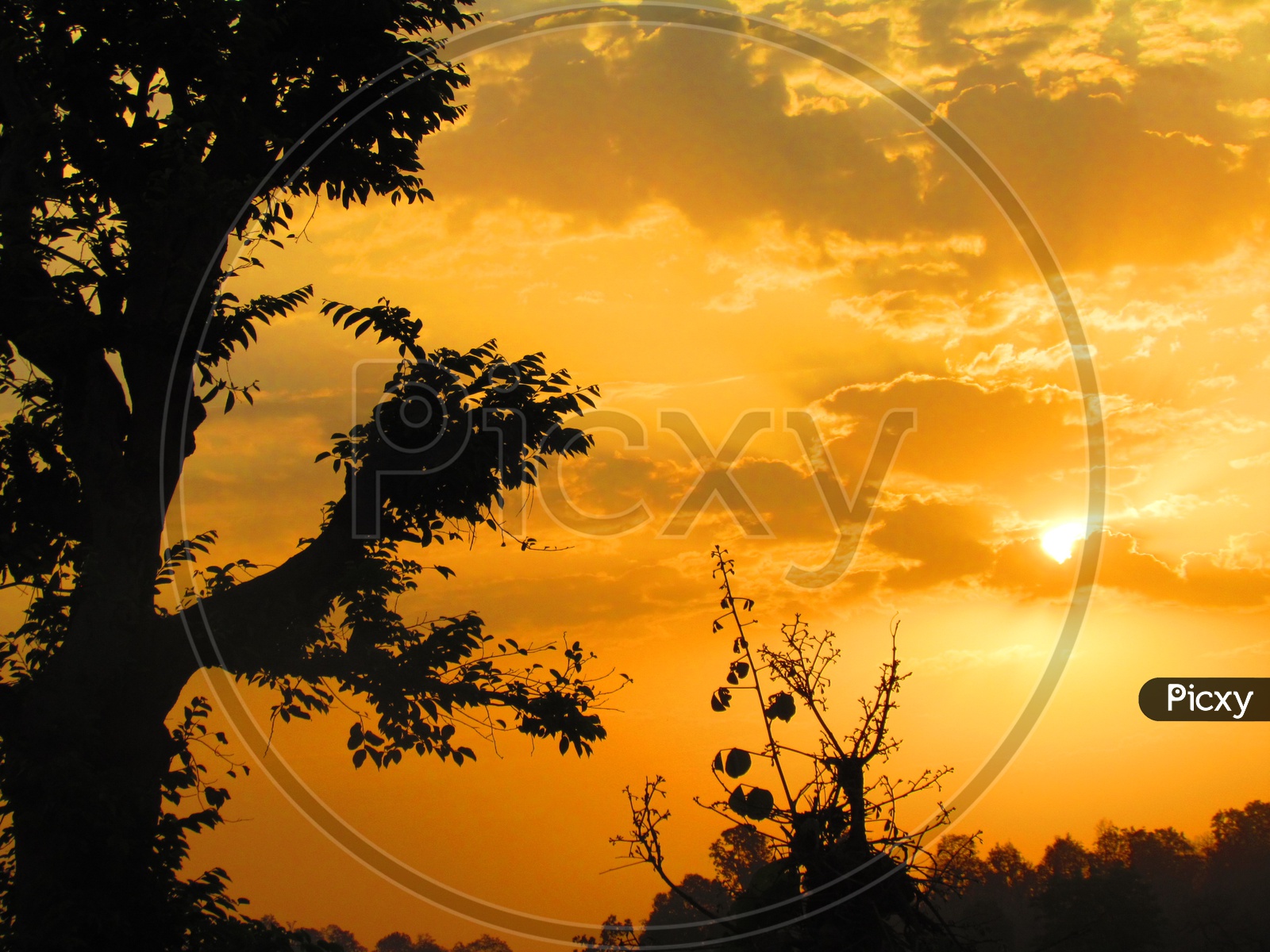 Silhouette of Tree Leaves with Golden Sun in Sky and Clouds in Background