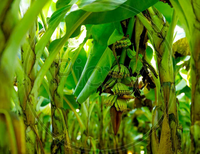 Green Banana Fields in India