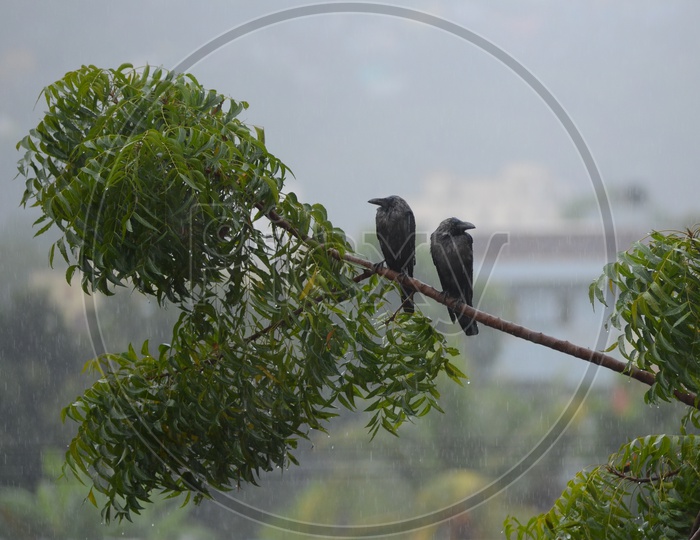 Crows in Cyclone Pedhai, Rain