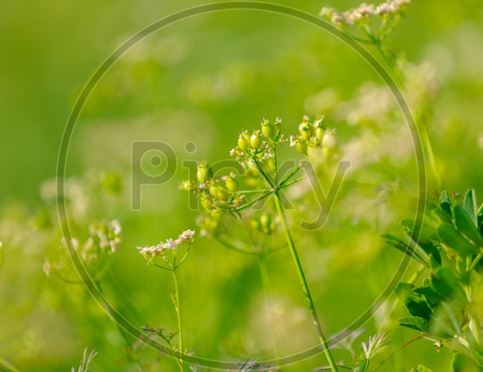Green Coriander Field
