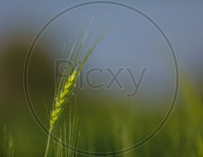 Green Wheat Field in India