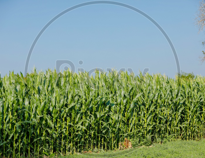 Green Corn Field in India