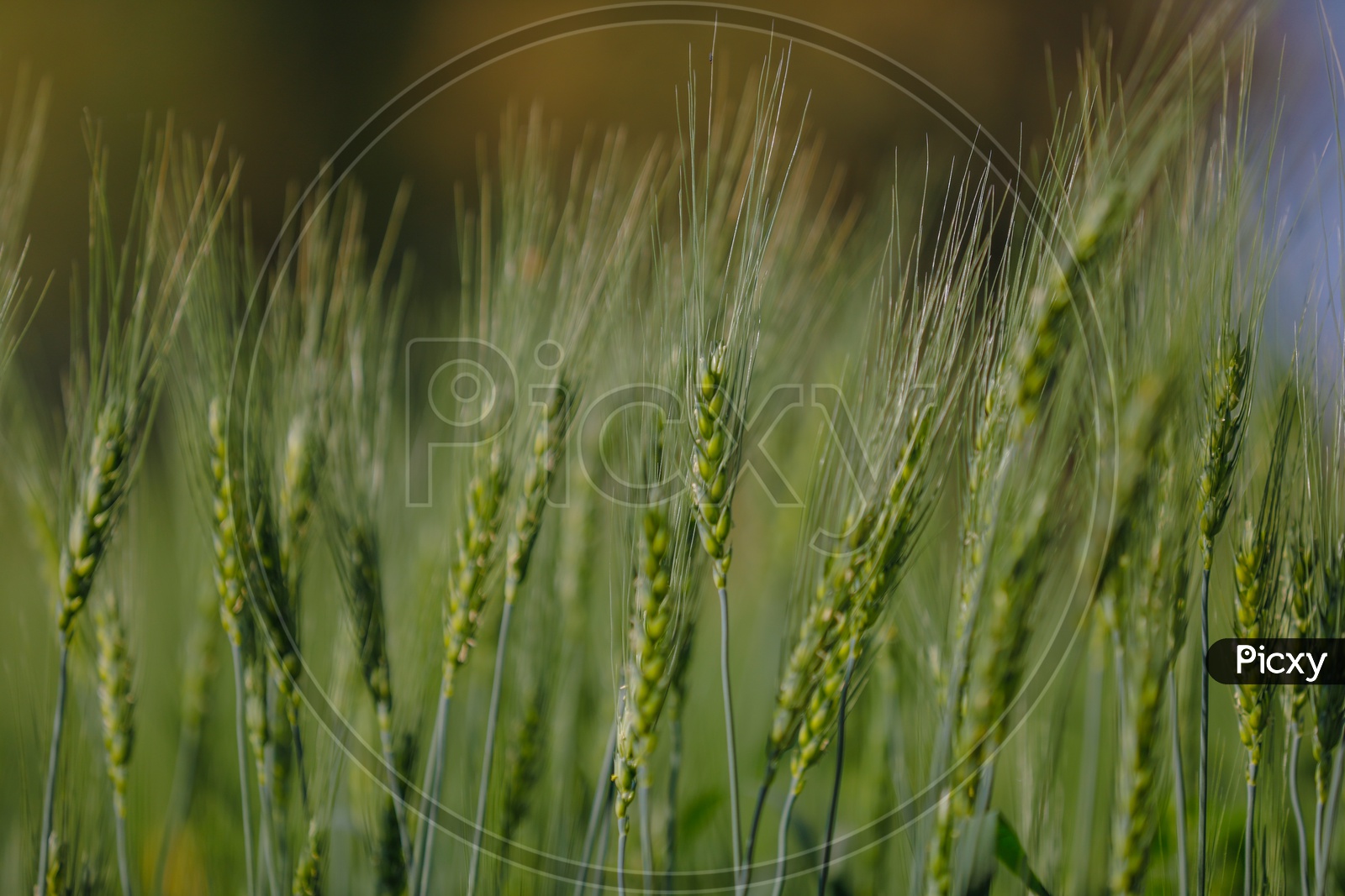 Green Wheat Field in India
