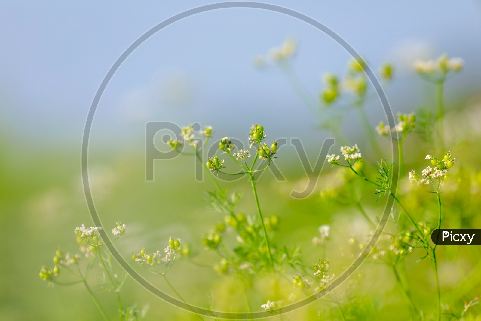 Green Coriander Field