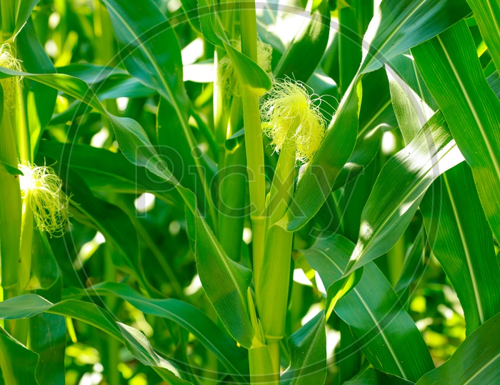 Green Corn Fields in India