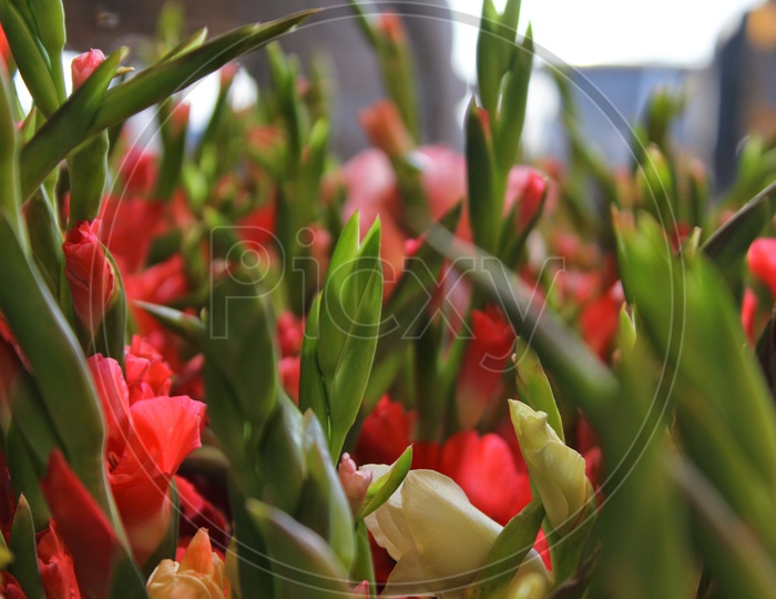 Close up of Red Flowers at Flower market