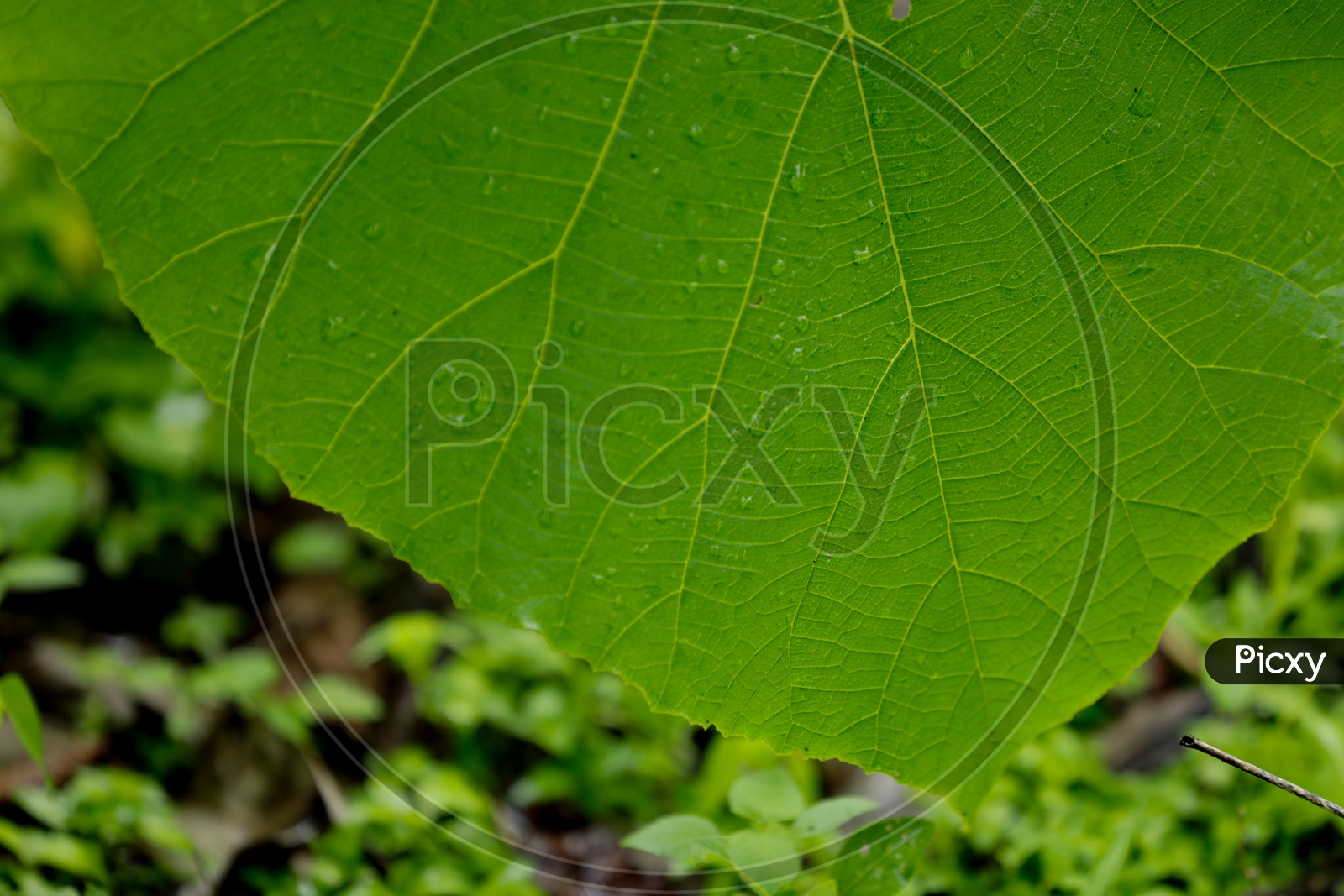 Water  drop on Leaf
