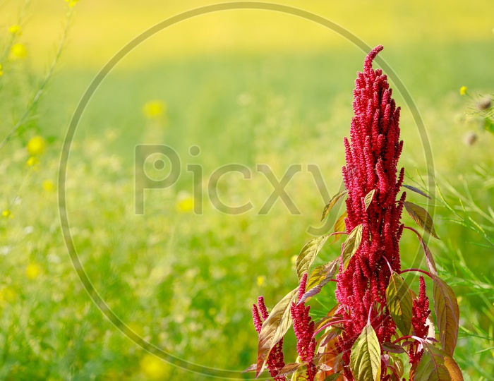 Amaranth Grain Field, Blooming, Farming