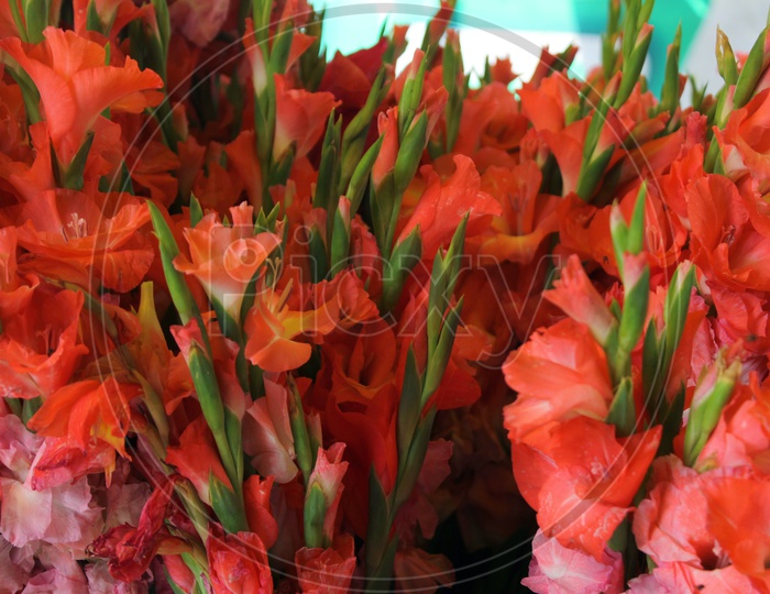 Close up of Red Flowers at Flower market