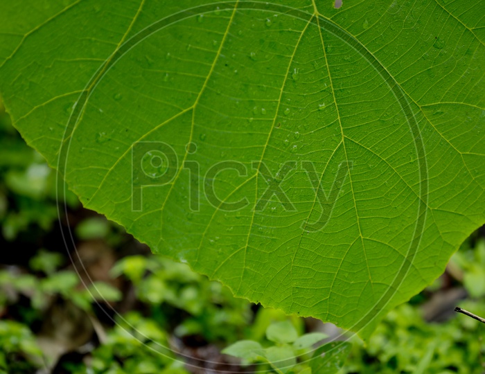 Water  drop on Leaf
