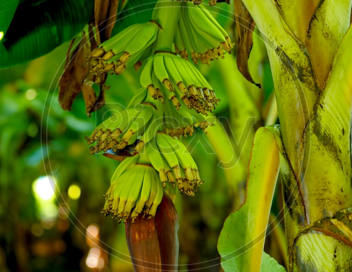 Green Banana Fields in India