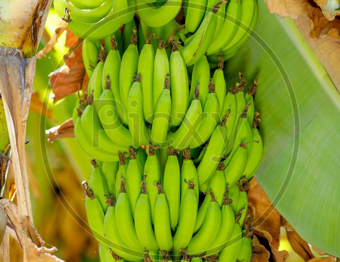 Green Banana Field in India