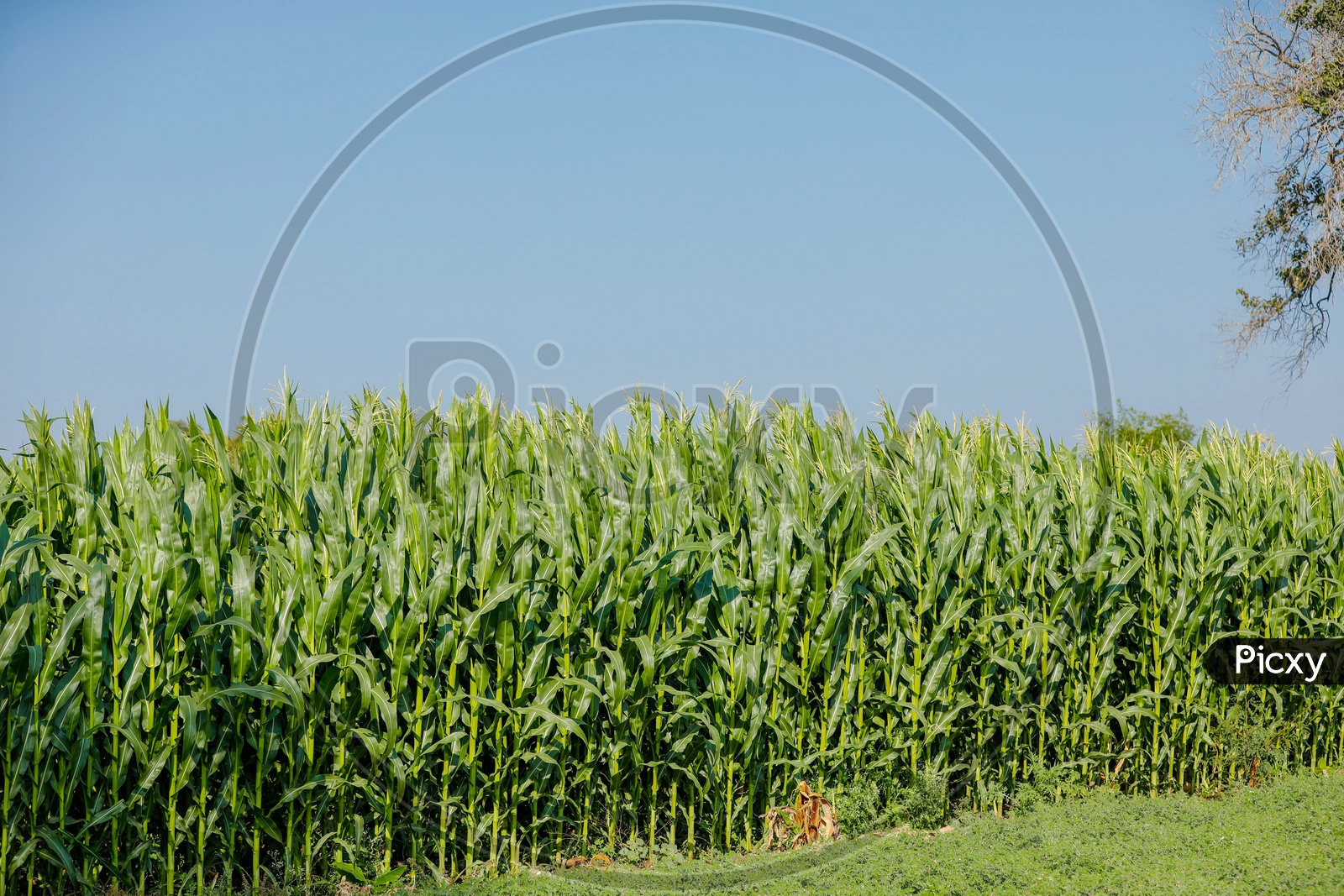 Green Corn Field in India