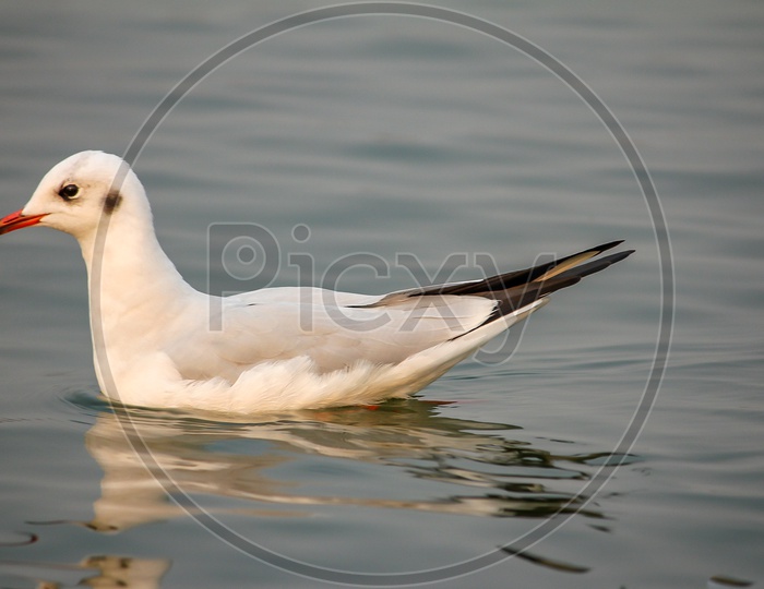 Birds swimming  in Triveni Sangam River