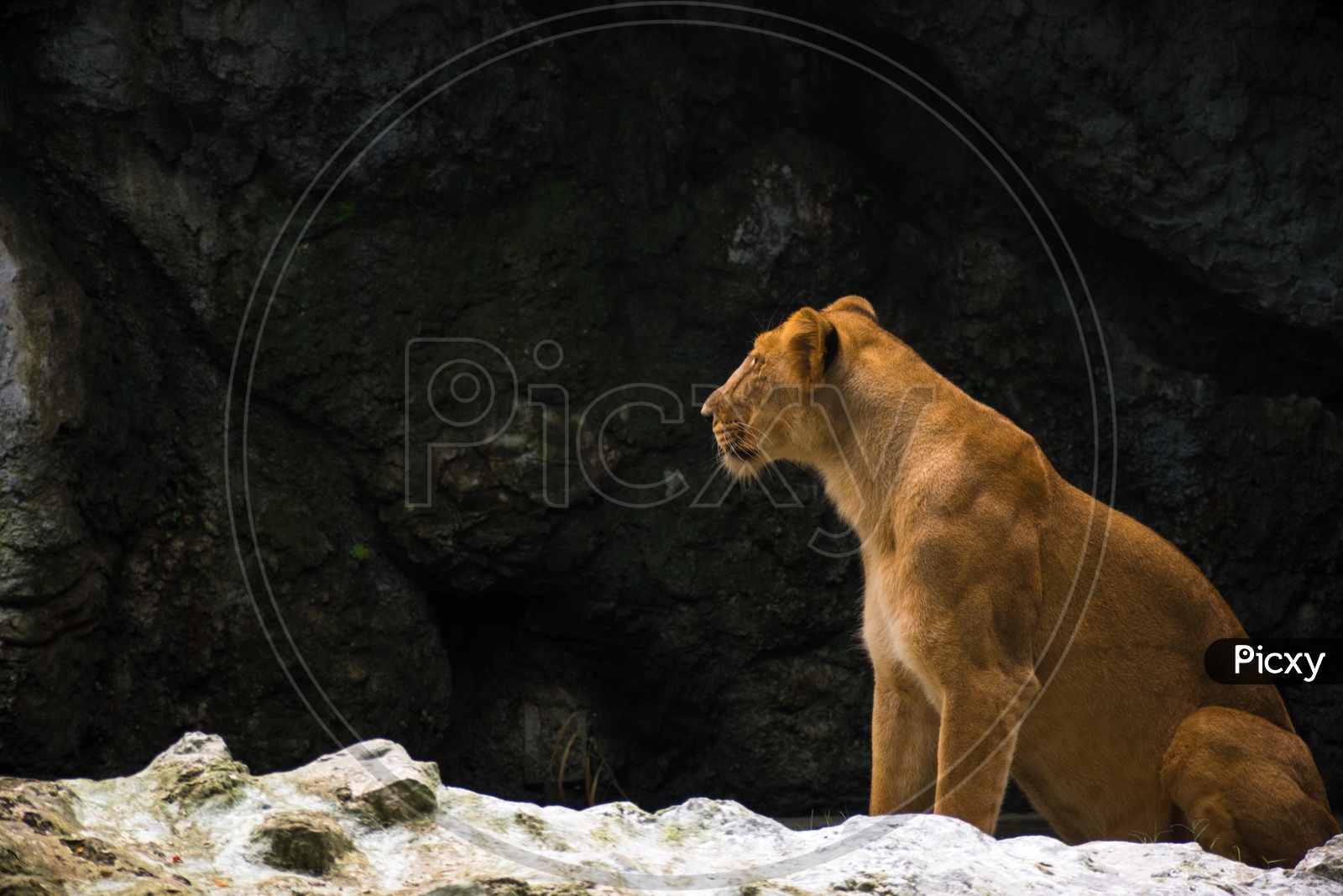 Lioness in Zoological Garden