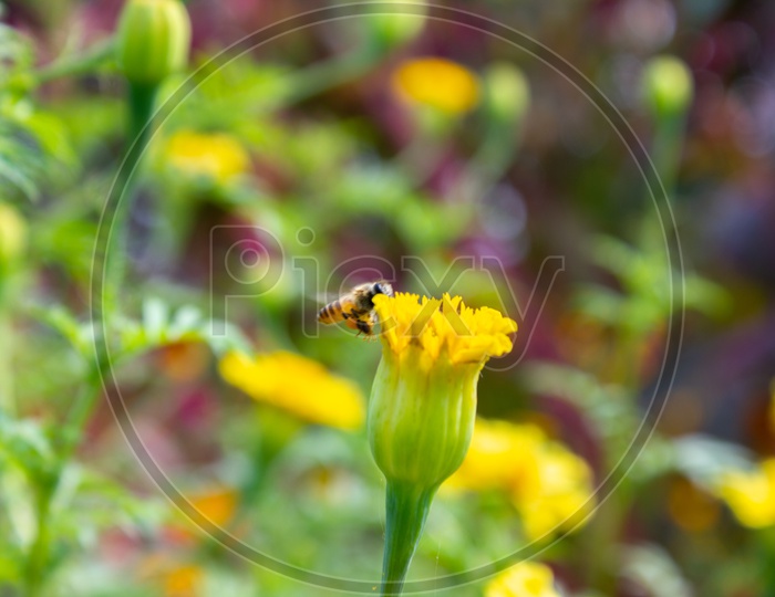 Bee buzzing around a flower to collect the nectar